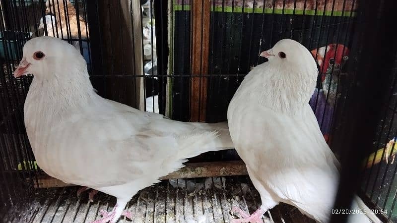 American king pigeons Pair | breader pair 1