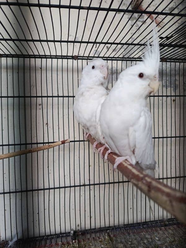 cockatiel pairs for sale 0