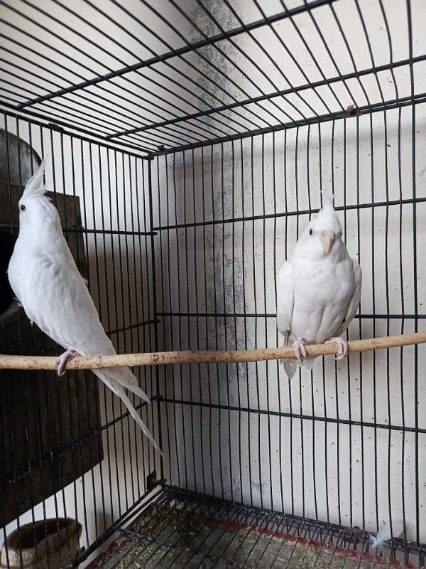 cockatiel pairs for sale 1