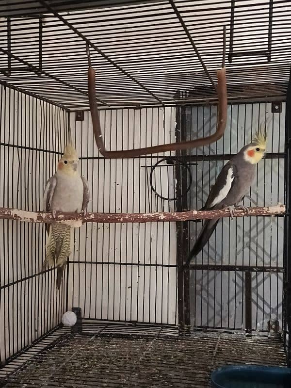 cockatiel pairs for sale 2