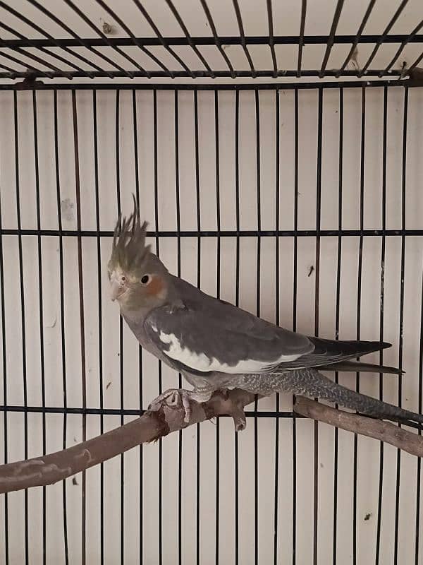 cockatiel pairs for sale 3