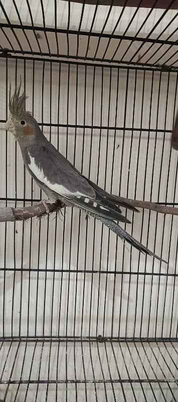 cockatiel pairs for sale 4