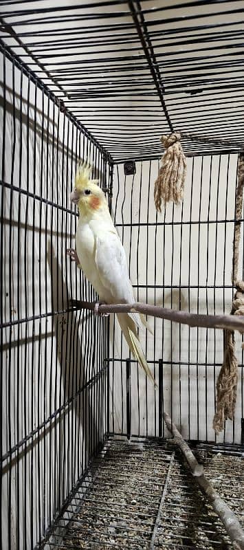 cockatiel pairs for sale 5