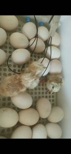 74 eggs capacity. it work on both AC/DC solor 12v battery. 0