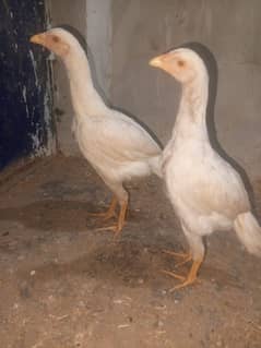 Heera chicks pair+++//0325=8000090//