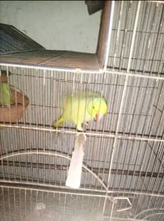 breeder pair h sale krna h