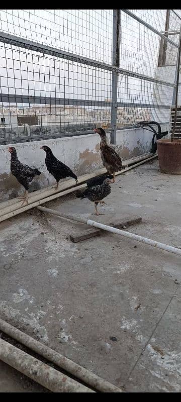 O Shamo Cocks, Sindhi Aseel Hen 5 Plymouth chicks available 0