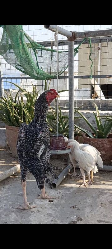 O Shamo Cocks, Sindhi Aseel Hen 5 Plymouth chicks available 2