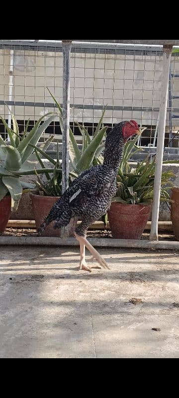 O Shamo Cocks, Sindhi Aseel Hen 5 Plymouth chicks available 3