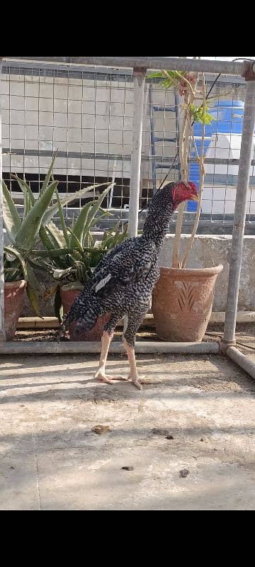 O Shamo Cocks, Sindhi Aseel Hen 5 Plymouth chicks available 4