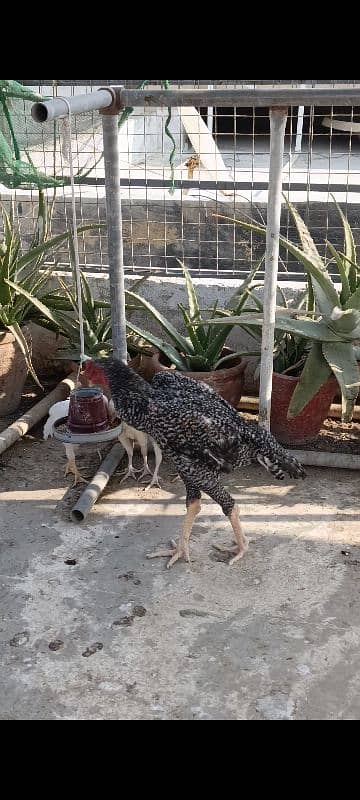 O Shamo Cocks, Sindhi Aseel Hen 5 Plymouth chicks available 5