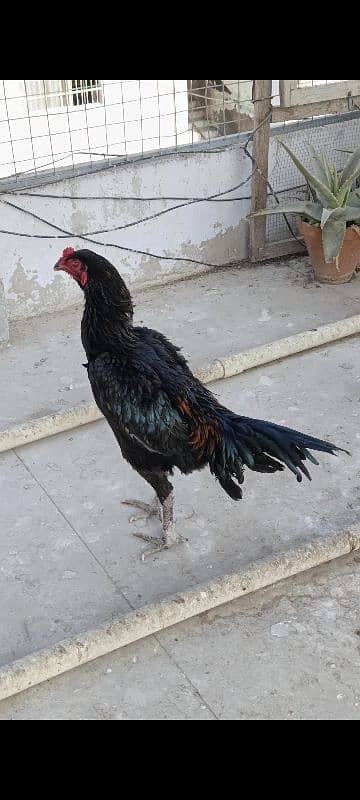 O Shamo Cocks, Sindhi Aseel Hen 5 Plymouth chicks available 6