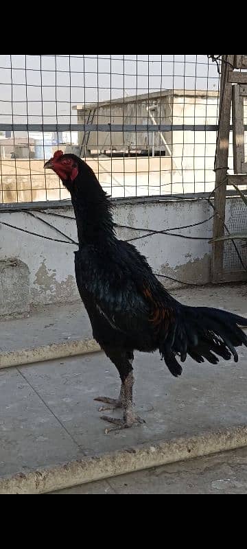 O Shamo Cocks, Sindhi Aseel Hen 5 Plymouth chicks available 7