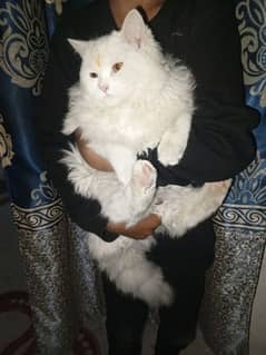 Persian cat