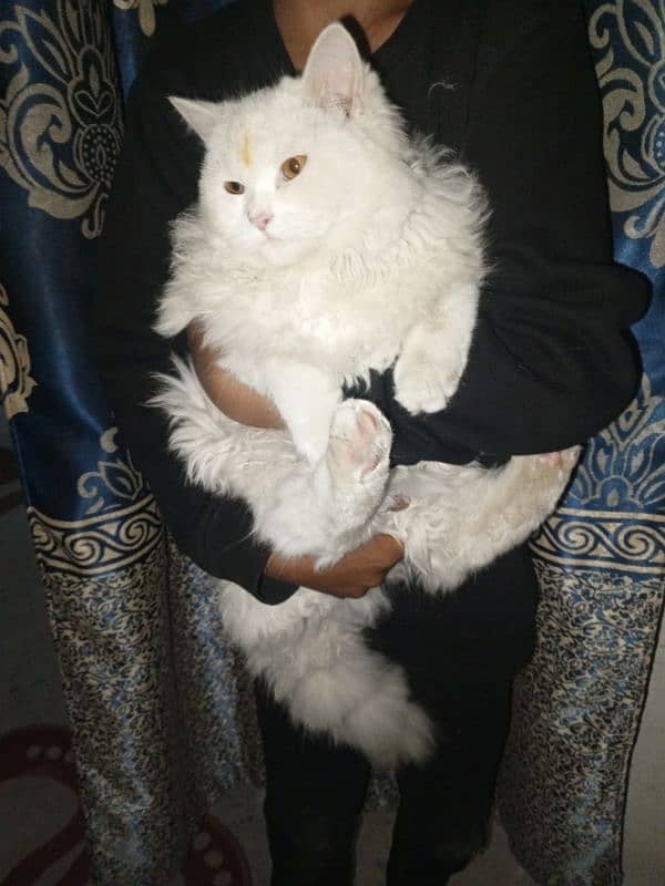 Persian cat 0