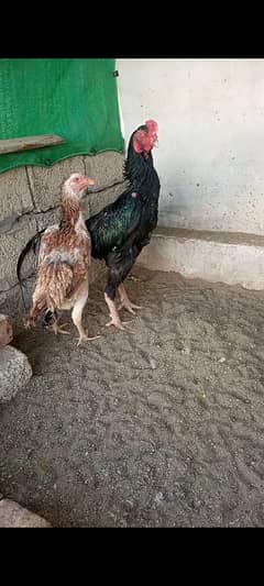 shamo paire black and lakha