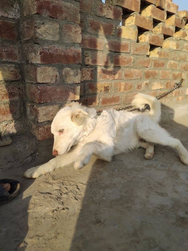 Russian dog for sale 2