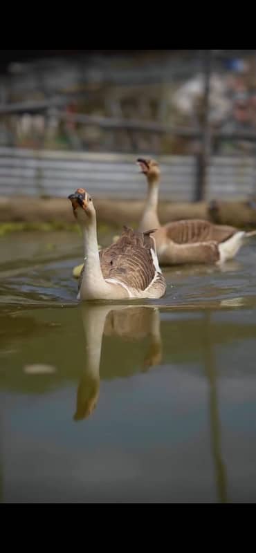 Raj hans ducks breeder for sale big ducks 0