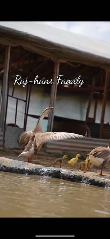 Raj hans ducks breeder for sale big ducks 2