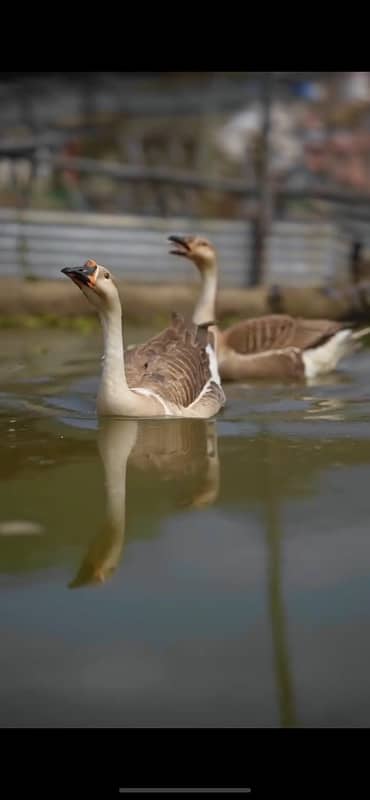 Raj hans ducks breeder for sale big ducks 4