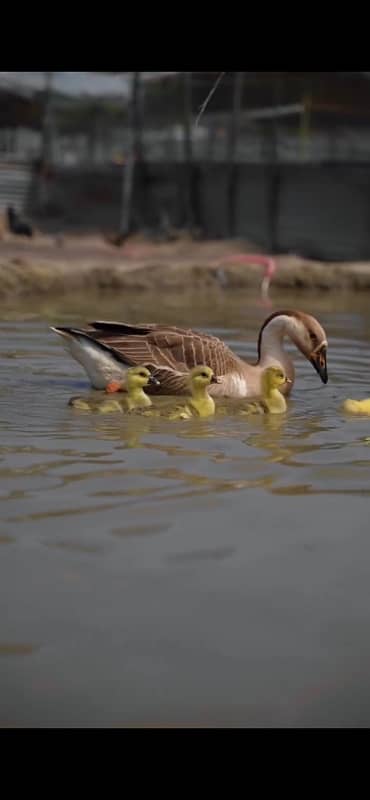 Raj hans ducks breeder for sale big ducks 5