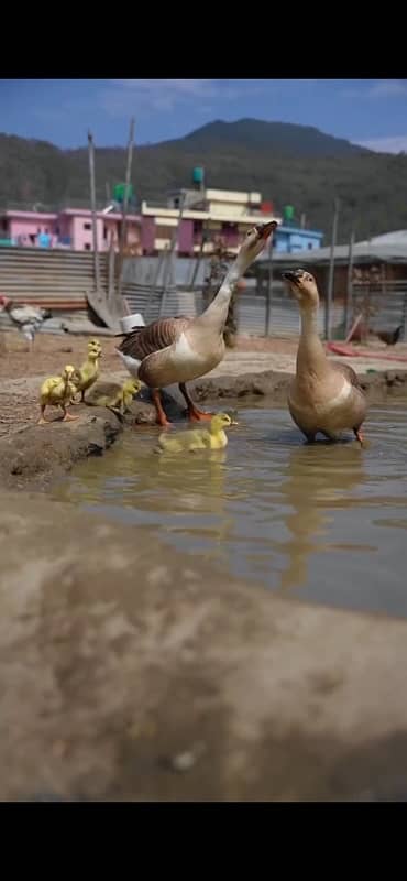 Raj hans ducks breeder for sale big ducks 6