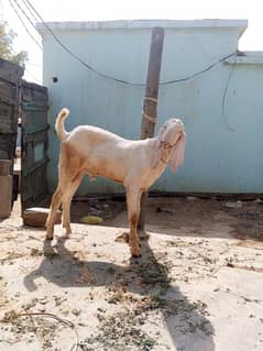 pure Gulabi rajanpuri Bakra breeder