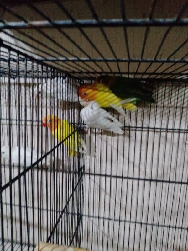 Lovebirds Pathy for Sale 1