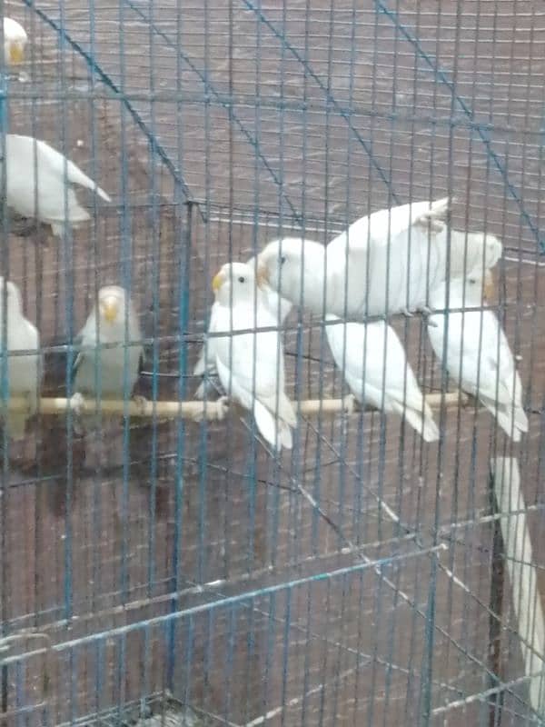 Lovebirds Pathy for Sale 2