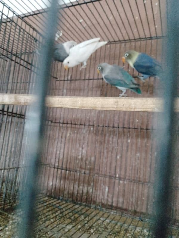 Lovebirds Pathy for Sale 3