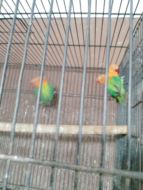 Lovebirds Pathy for Sale 4