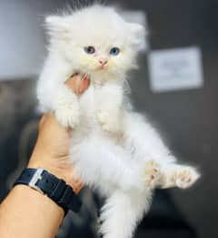 Pure Persian Kittens – Triple Coated, Punch Face – Reasonable Price