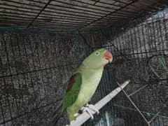 female raw parrot 3 year age breader