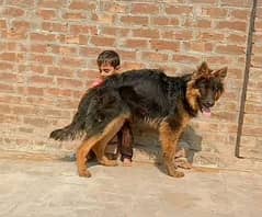 German shepherd