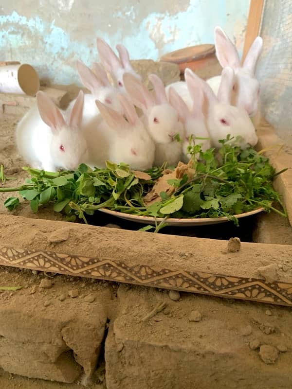 rabbit red eye baby for sale 2 month baby 2