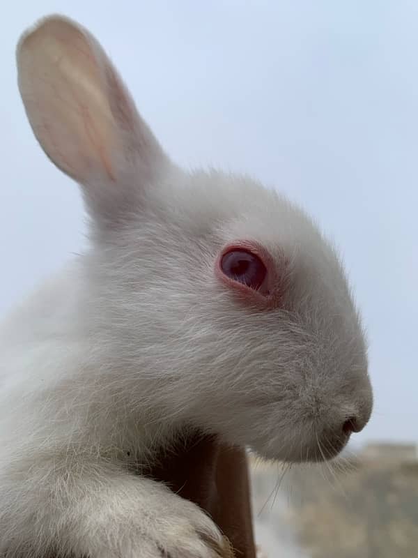 rabbit red eye baby for sale 2 month baby 4