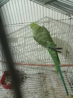 15 month parrot