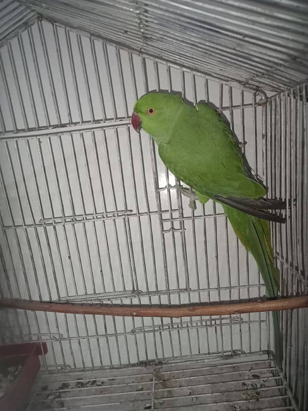 15 month parrot 1