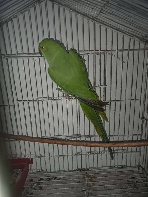 15 month parrot 2