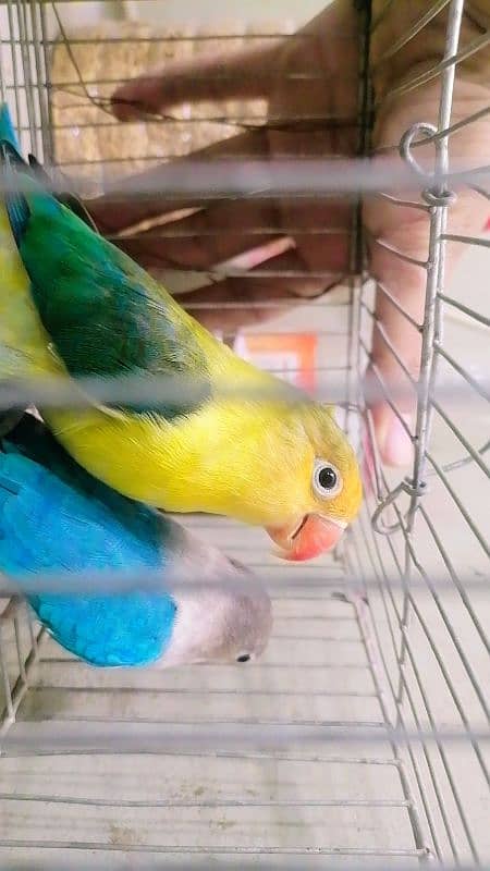 parblue blue fisheri love bird pair 1