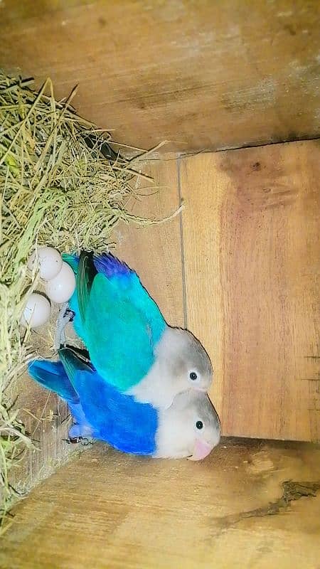 parblue blue fisheri love bird pair 2