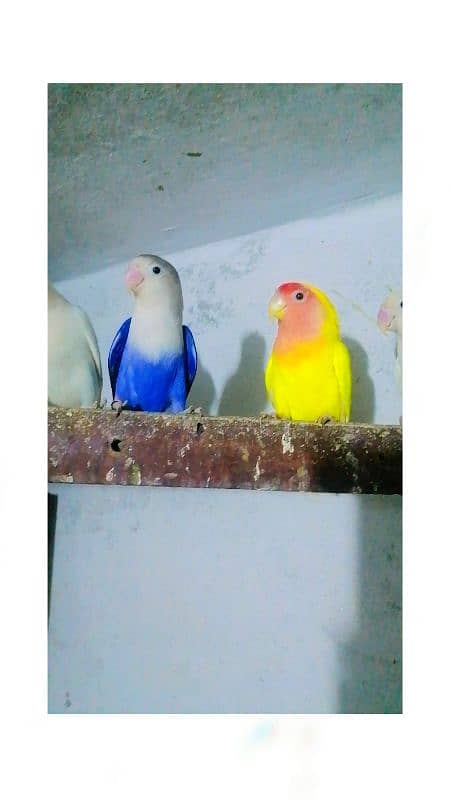 parblue blue fisheri love bird pair 3