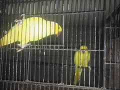 Yellow RingNeck & Sun conure