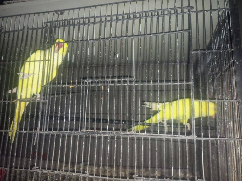 Yellow RingNeck & Sun conure 1