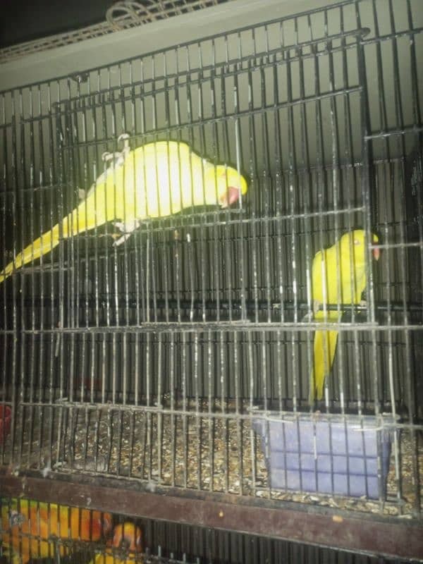 Yellow RingNeck & Sun conure 2