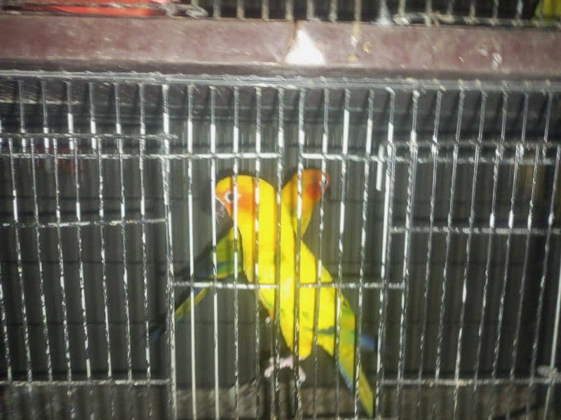 Yellow RingNeck & Sun conure 3