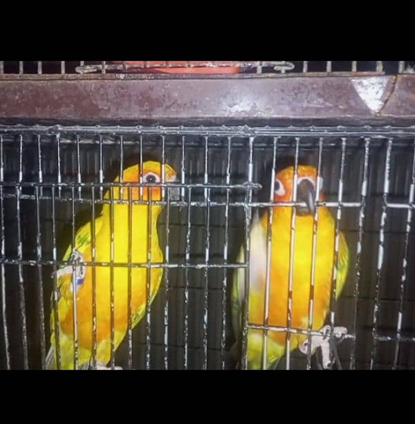 Yellow RingNeck & Sun conure 4