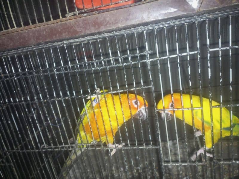 Yellow RingNeck & Sun conure 5