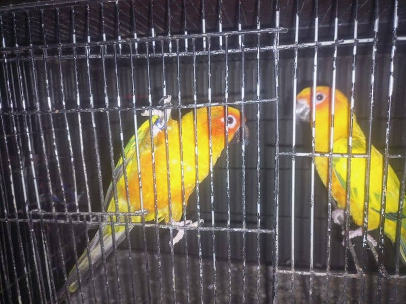 Yellow RingNeck & Sun conure 6