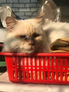 Persian cat for sale